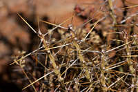 Cylindropuntia kleiniae image