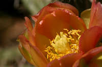 Cylindropuntia × viridiflora image