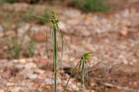 Cyperus fendlerianus image