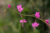 Cyphomeris gypsophiloides image