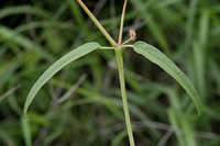 Cyphomeris gypsophiloides image