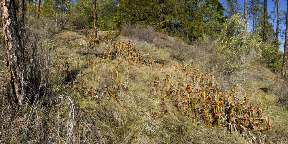 Darlingtonia californica image