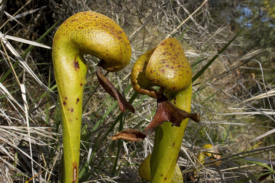 Darlingtonia californica image