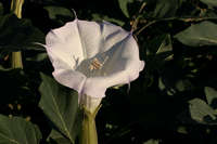 Datura wrightii image