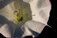 Datura wrightii image