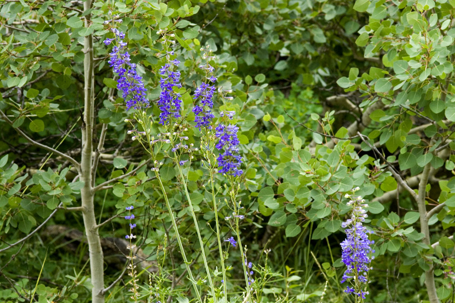 Delphinium glaucum image