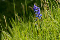 Delphinium nuttallianum image