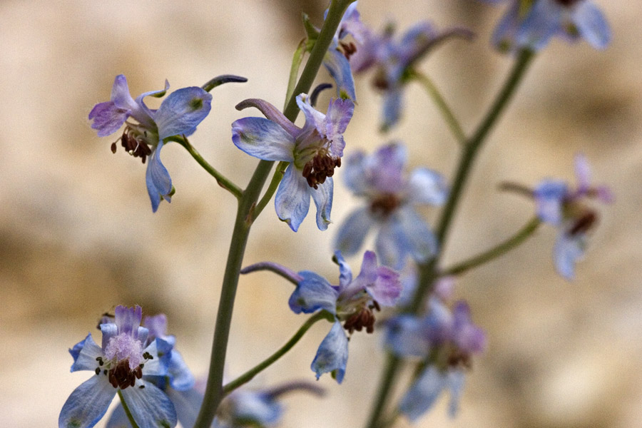 Delphinium parishii subsp. parishii image