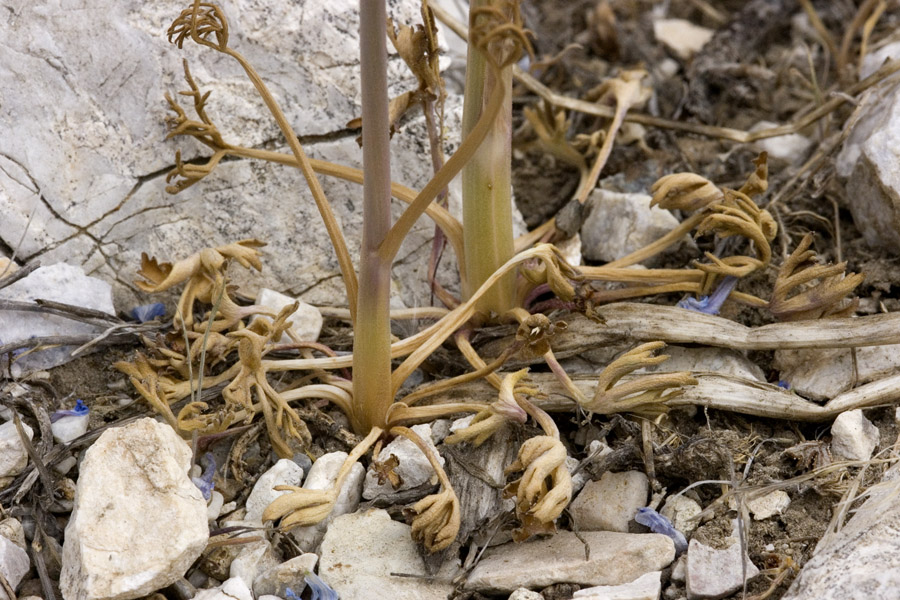 Delphinium parishii subsp. parishii image