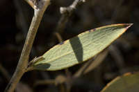 Dendromecon rigidum image