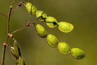 Image of Desmodium psilophyllum