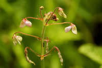 Desmodium rosei image