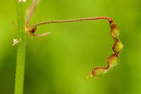 Desmodium rosei image