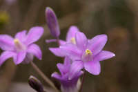 Dichelostemma congestum image