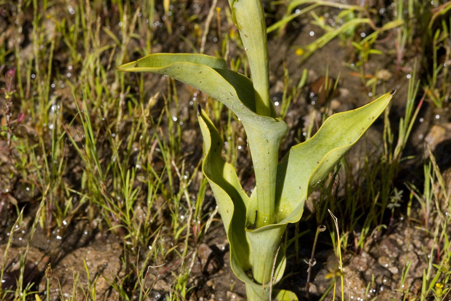 Dichromanthus cinnabarinus image