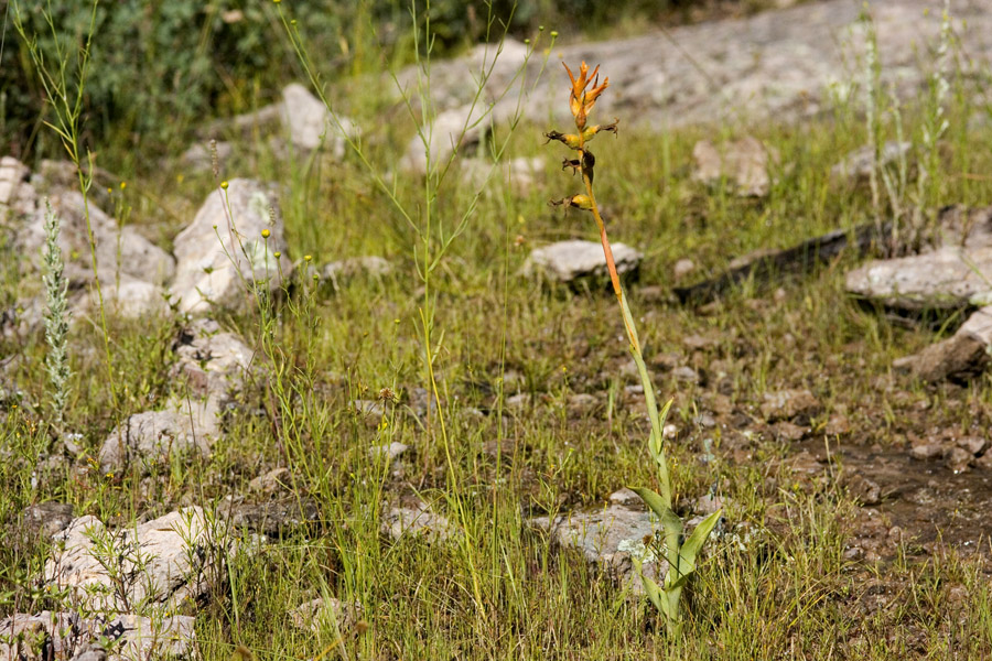 Dichromanthus cinnabarinus image