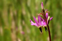 Dodecatheon pulchellum image