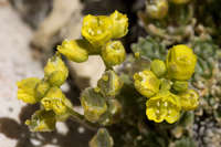 Image of Draba oligosperma