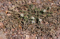 Image of Drymaria arenarioides