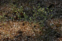 Drymaria molluginea image