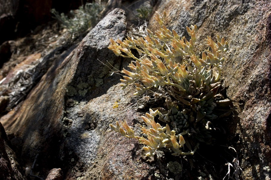 Dudleya abramsii image