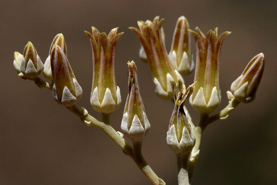 Dudleya abramsii image