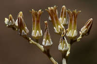 Dudleya abramsii subsp. abramsii image