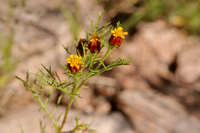 Dyssodia papposa image