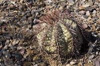 Echinocactus horizonthalonius image