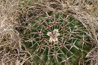 Echinocactus texensis image