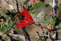 Calliandra californica image