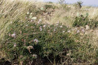 Calliandra eriophylla image