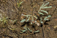 Calliandra humilis image