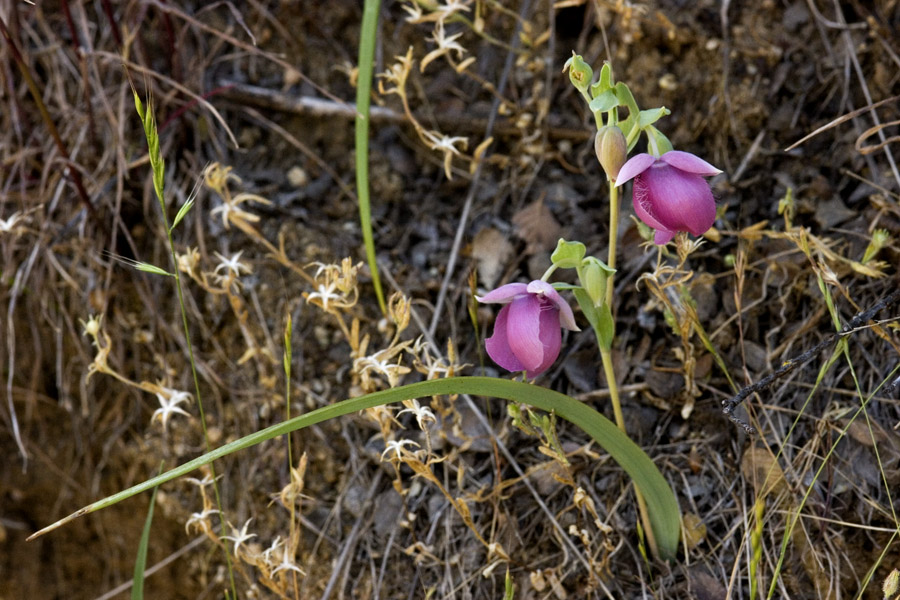 Calochortus amoenus image