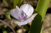 Calochortus minimus image