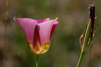 Calochortus ciscoensis image