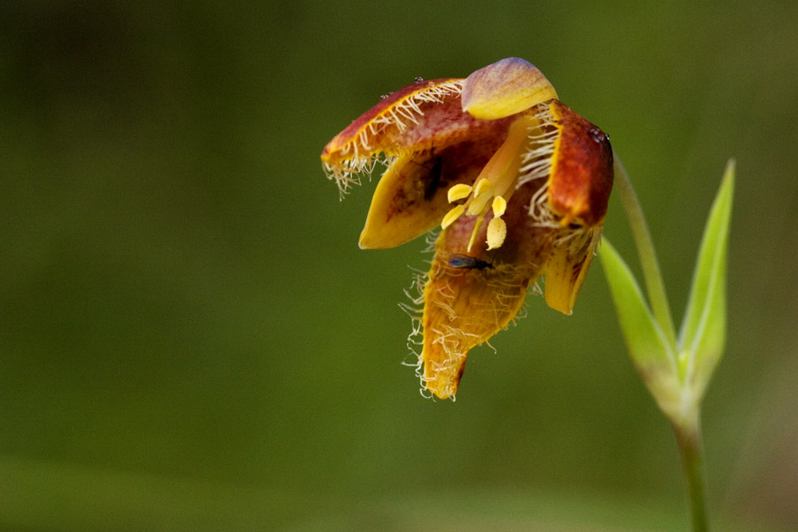 Calochortus spatulatus image