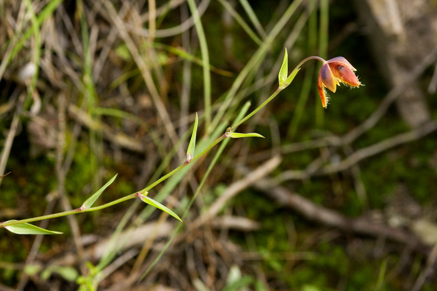 Calochortus spatulatus image