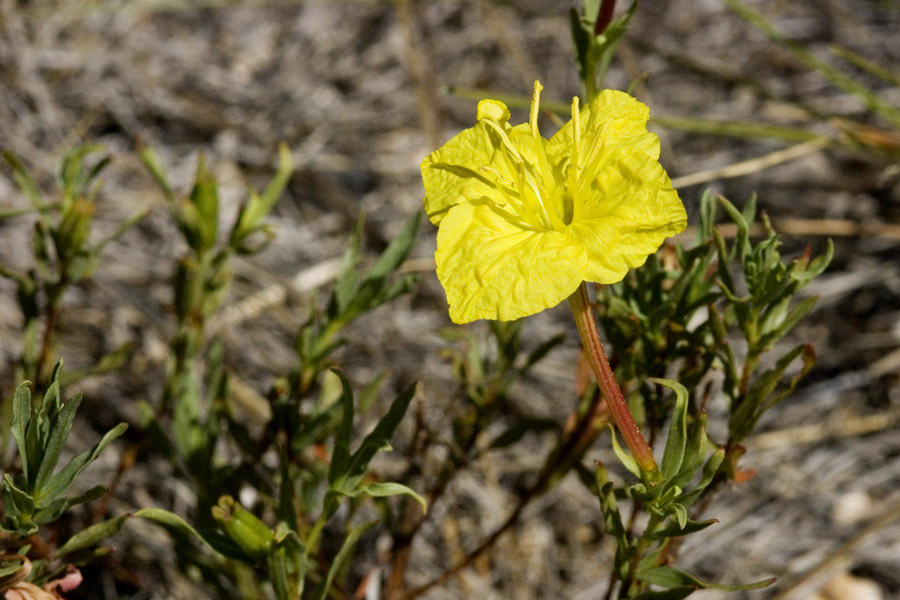 Calylophus hartwegii subsp. fendleri image