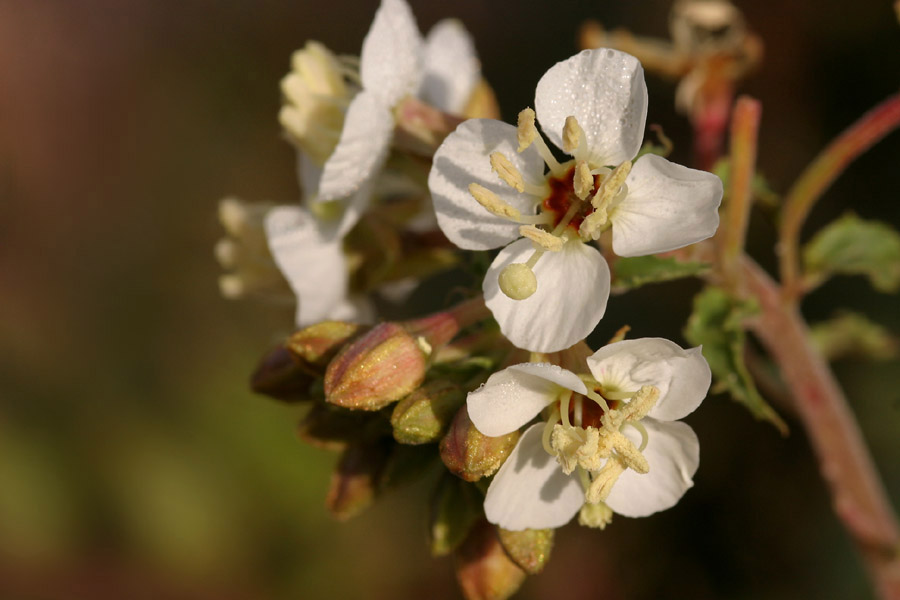 Chylismia claviformis var. aurantiaca image