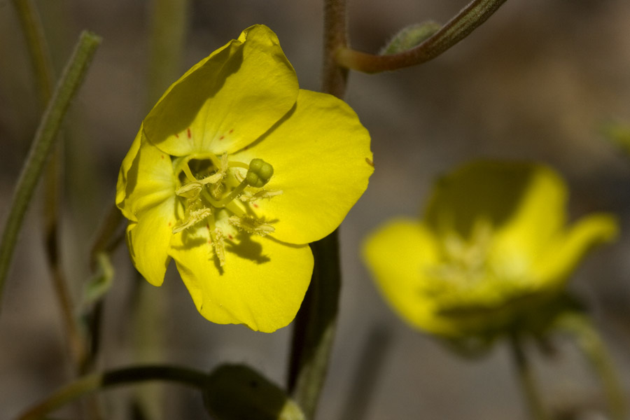 Camissonia claviformis subsp. funerea image