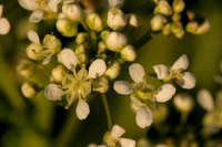 Lepidium draba image