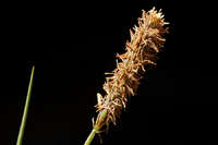 Carex emoryi image