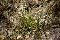 Carex lativena image