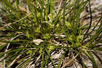 Carex lativena image