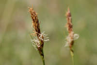 Image of Carex erxlebeniana