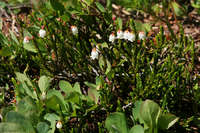 Cassiope mertensiana image