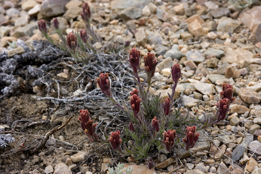 Castilleja cinerea image