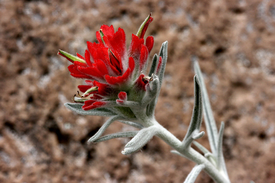 Castilleja lanata image