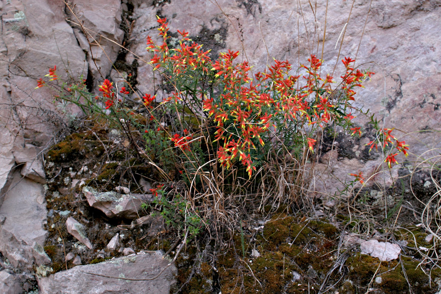 Castilleja ortegae image